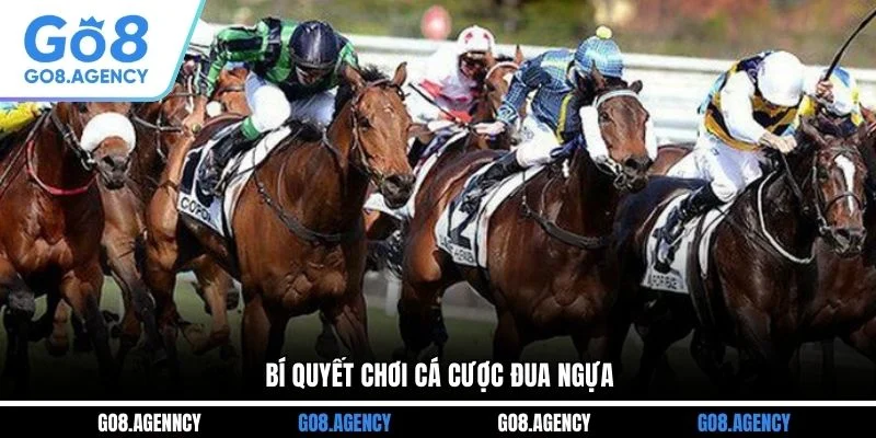 Bí quyết chơi cá cược đua ngựa