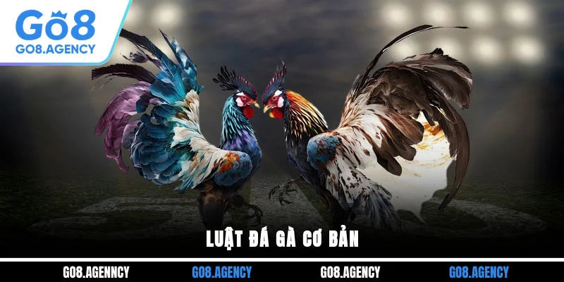 Luật đá gà cơ bản